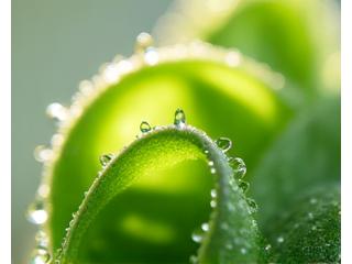 Planta botánica con gotas de rocío, simbolizando colágeno vegetal.